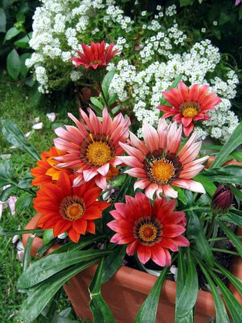 50 Gazania Flower Seeds - African Daisies (Gazania splendens)