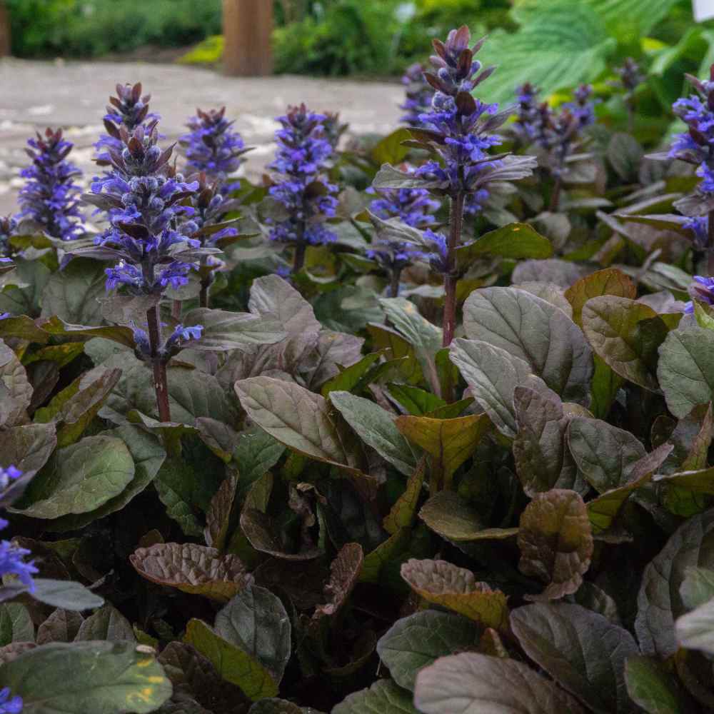 25 Ajuga Flower Seeds (Ajuga Reptans) - Vibrant Blue Ground Cover