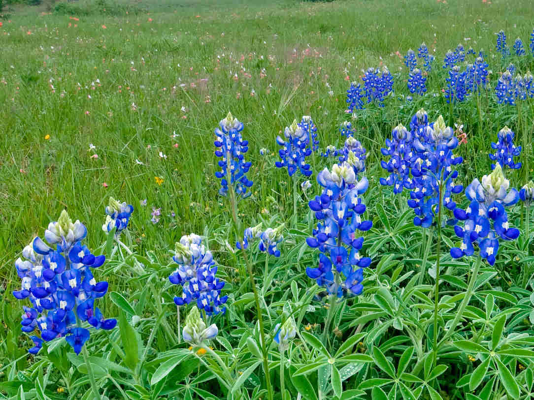 100 Bluebonnet Flower Seeds (Lupinus Texensis)