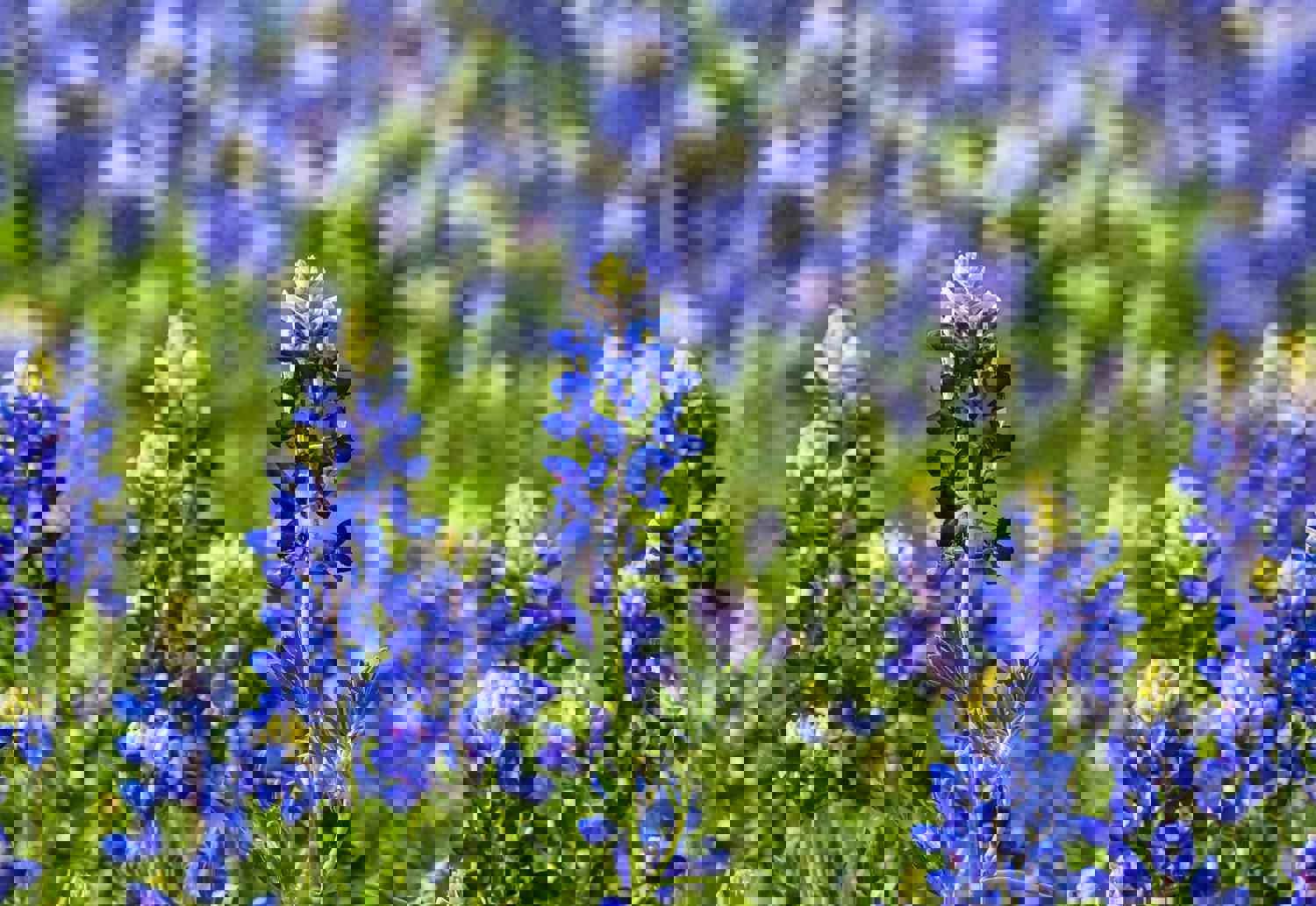 100 Bluebonnet Flower Seeds (Lupinus Texensis)