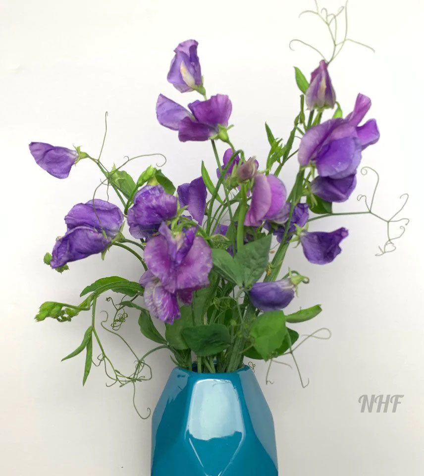 25 Royal Lavender Sweet Pea Flower Seeds - Lathyrus odoratus