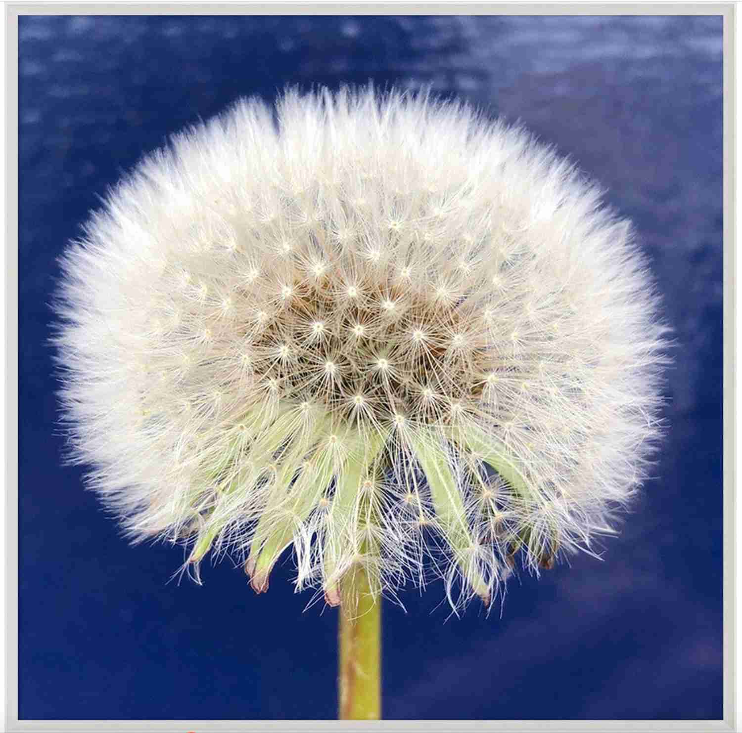 Natural Curiosities Flower Collection No.1 Art Print