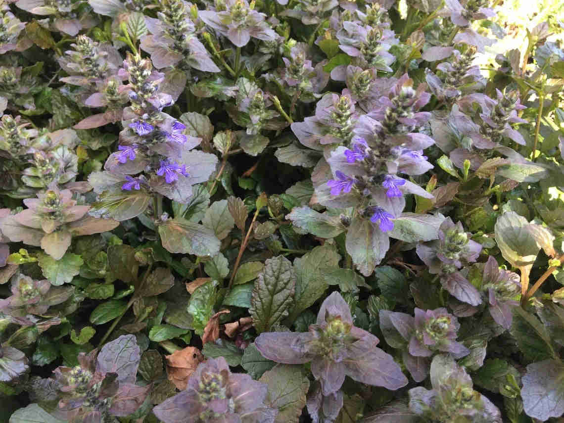 25 Ajuga Flower Seeds (Ajuga Reptans) - Vibrant Blue Ground Cover