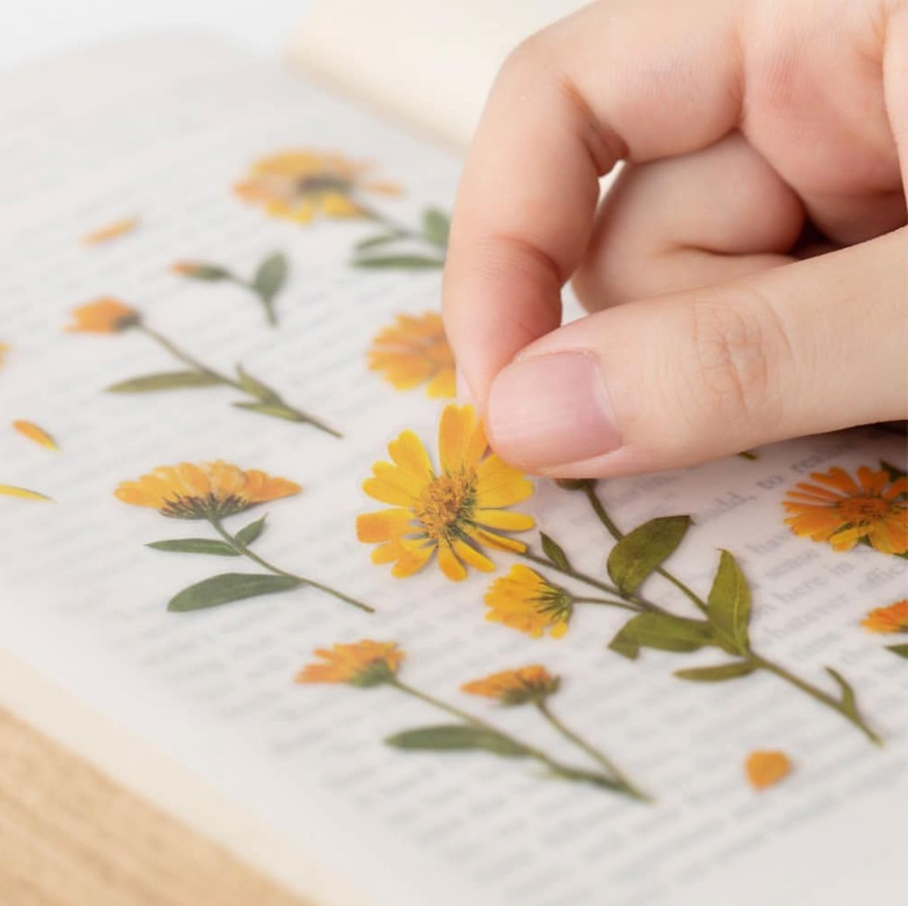 Appree Pressed Flower Stickers - Calendula
