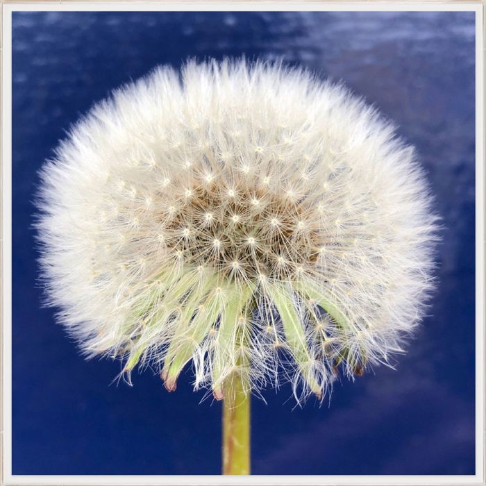 Natural Curiosities Flower Collection No.1 Art Print