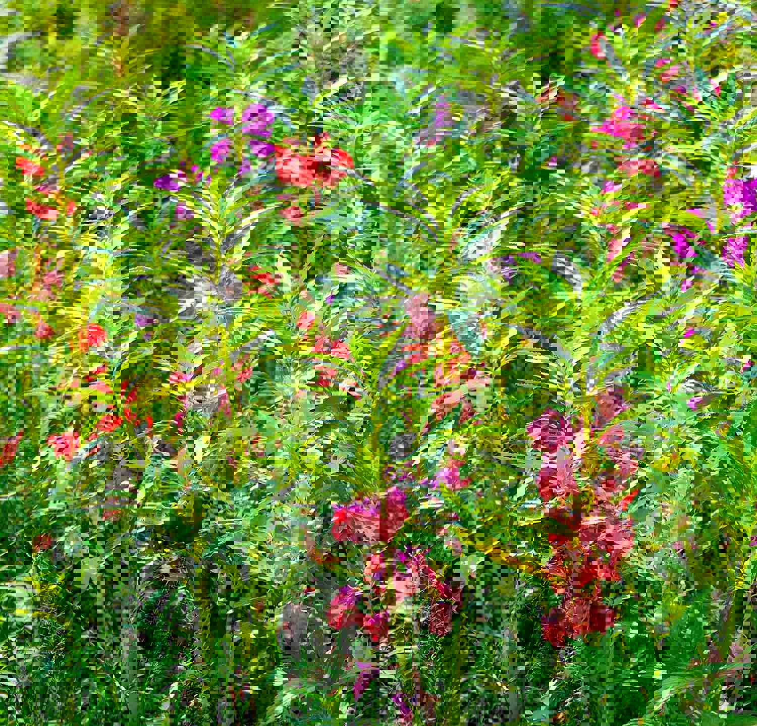 100 Camellia Balsam Flower Seeds for Vibrant Summer Blooms