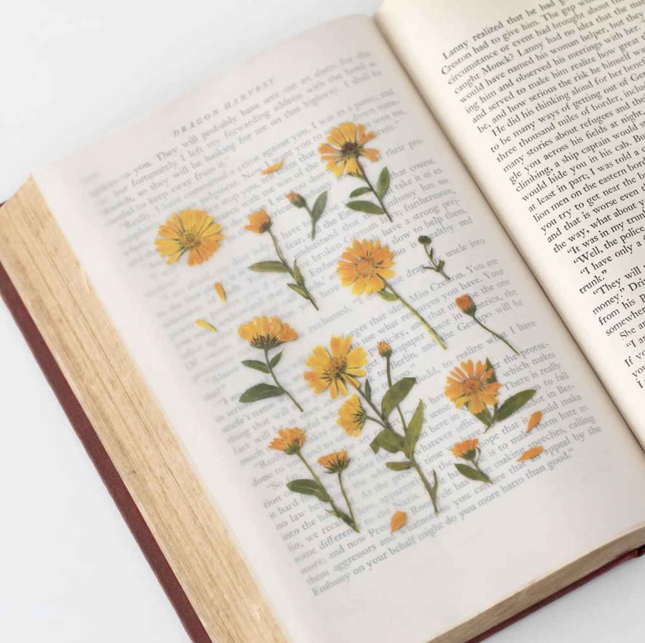 Appree Pressed Flower Stickers - Calendula