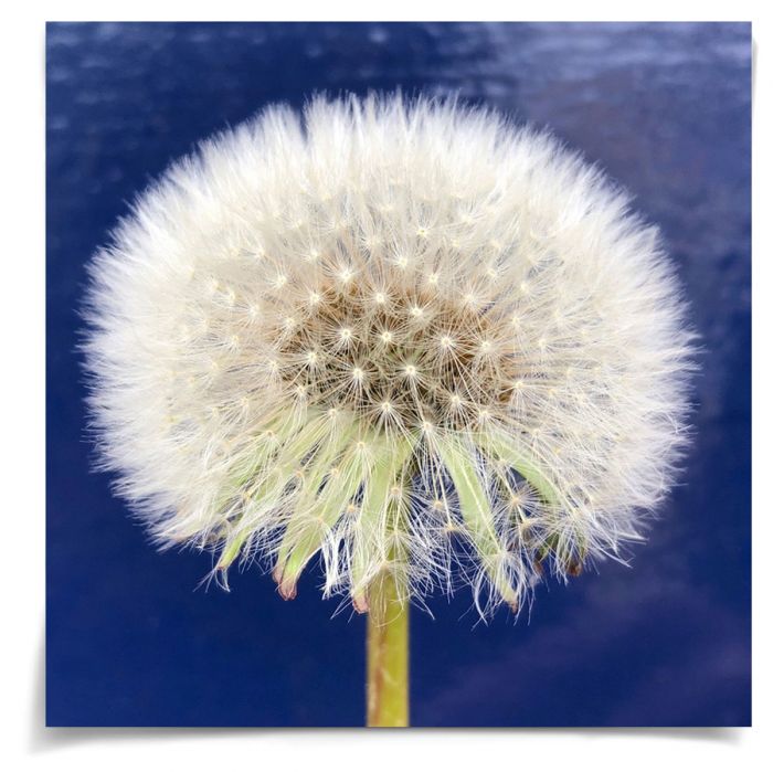 Natural Curiosities Flower Collection No.1 Art Print