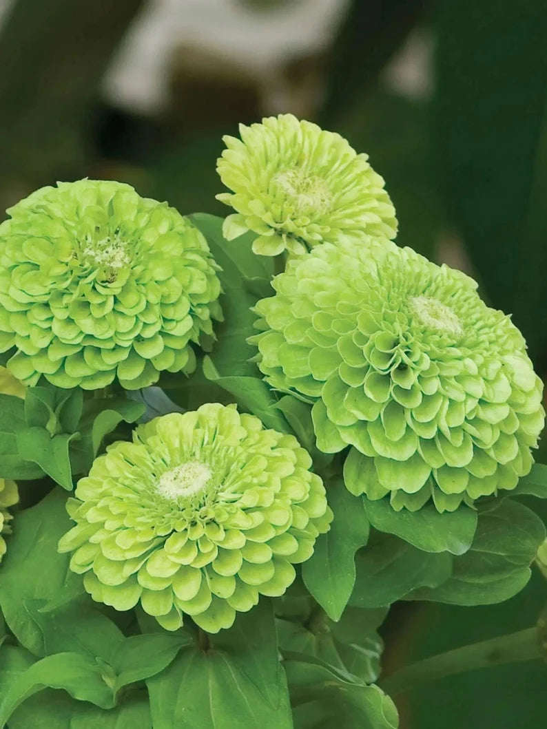 100 Giant Zinnia Envy Green Flower Seeds