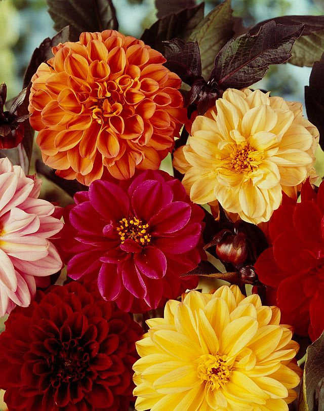 30 Dahlia Redleaf Flower Seeds - Colorful Semi-Double & Double Blooms