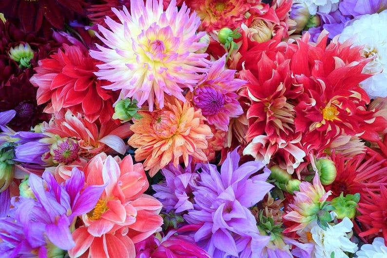 30 Dahlia Redleaf Flower Seeds - Colorful Semi-Double & Double Blooms