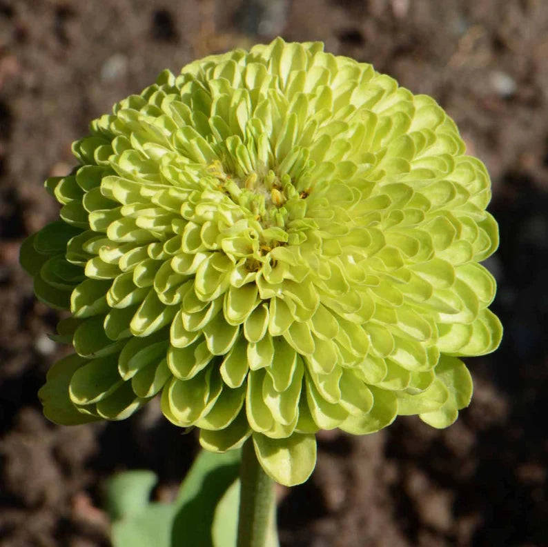 100 Giant Zinnia Envy Green Flower Seeds