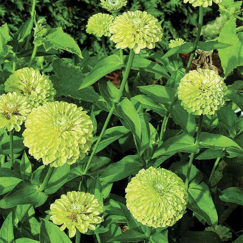 100 Giant Zinnia Envy Green Flower Seeds