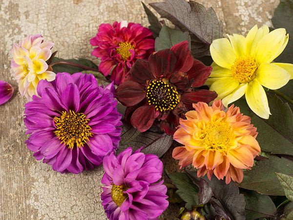 30 Dahlia Redleaf Flower Seeds - Colorful Semi-Double & Double Blooms
