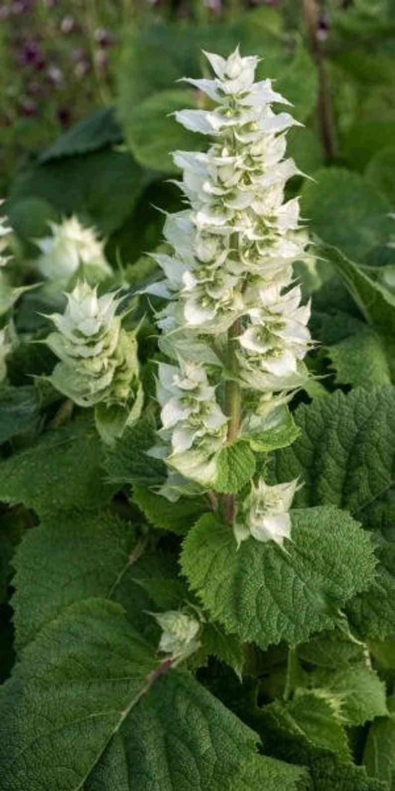 50 White Swan Clary Sage / White Swan Salvia Flower Seeds