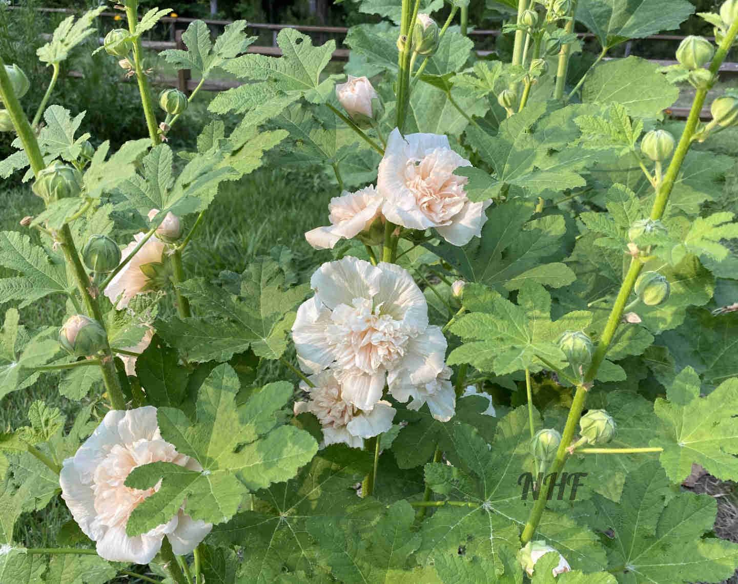 25 Majorette Blush Dwarf Hollyhock Flower Seeds