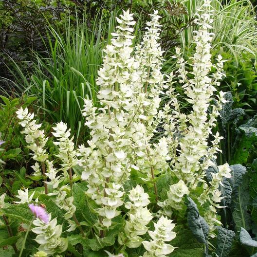 50 White Swan Clary Sage / White Swan Salvia Flower Seeds
