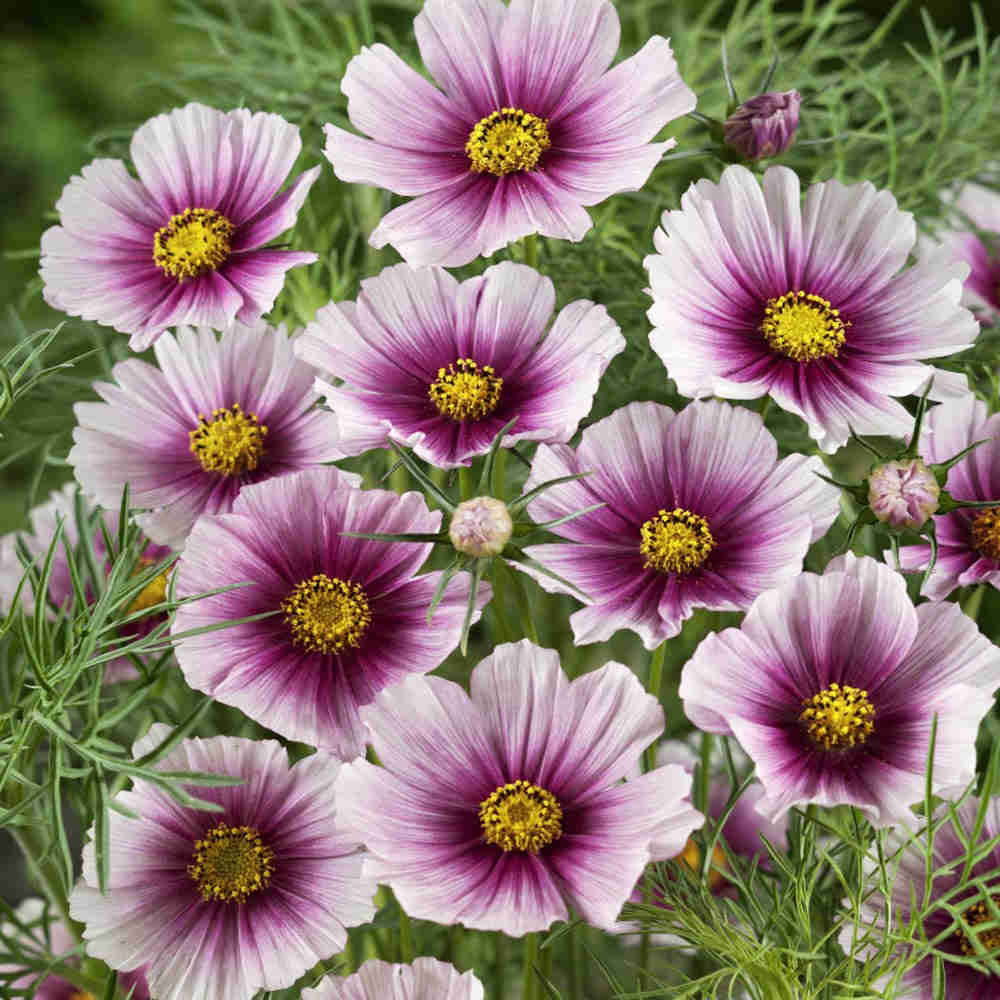 300 Day Dream Cosmos Flower Seeds - 42 Stem Light Lavender with Red Centers
