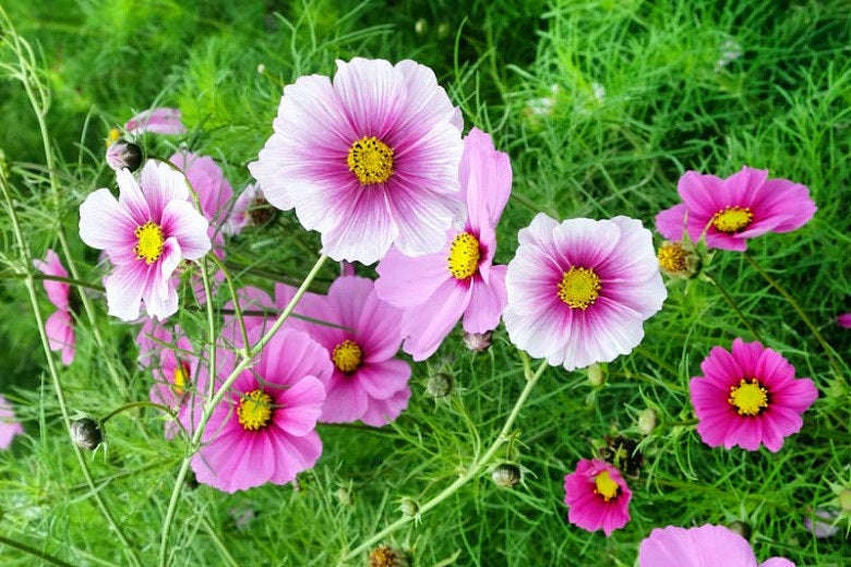 300 Day Dream Cosmos Flower Seeds - 42 Stem Light Lavender with Red Centers