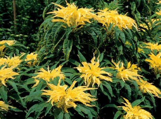 300 Yellow Tricolor Amaranthus Flower Seeds for Summer Blooms