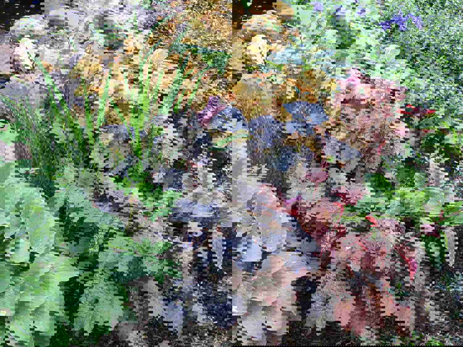 50 Coral Bells Hybrid Mixed Flower Seeds / Hybrid Mixed Heuchera Flower Seeds