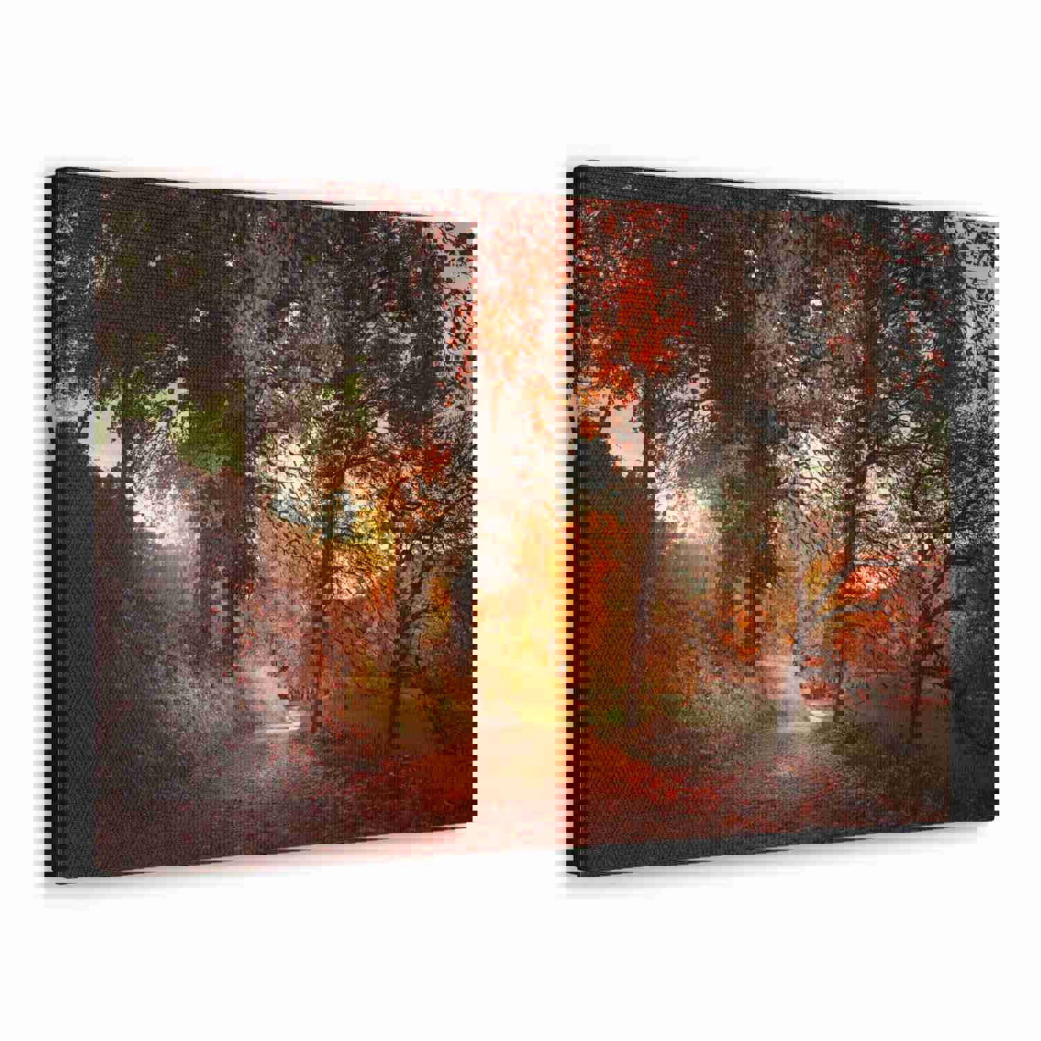 Autumn Park Orange Tree Nature Wilderness Photography Canvas Wall Art for Home Decor