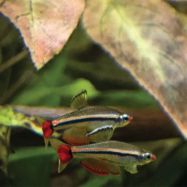 Satellite Freshwater LED Plus Pro with Wireless 24 Hr. Control 36 inch Aquarium Light