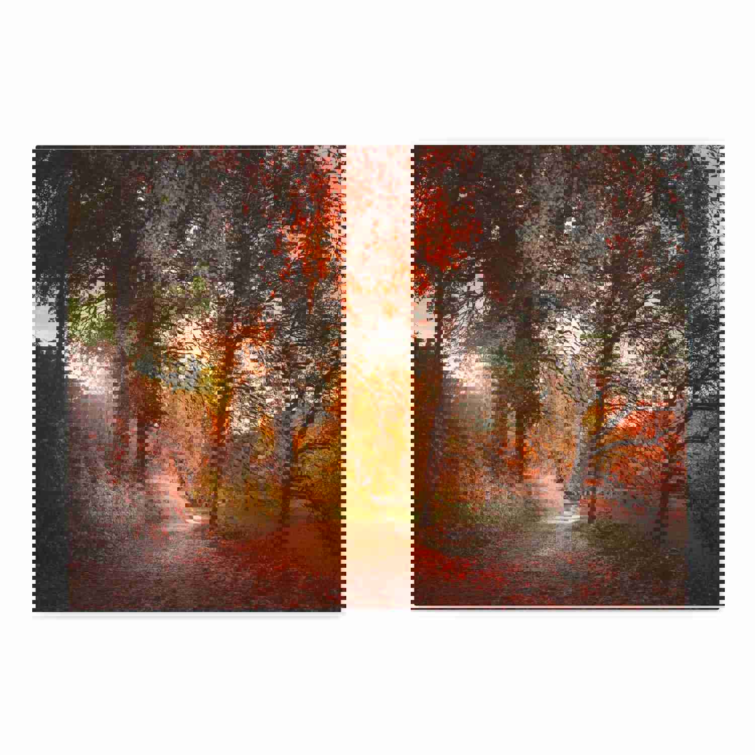 Autumn Park Orange Tree Nature Wilderness Photography Canvas Wall Art for Home Decor