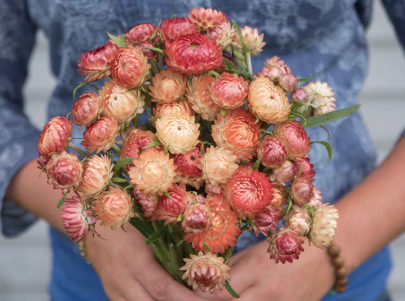 100 Peach Apricot Strawflower Flower Seeds Pack