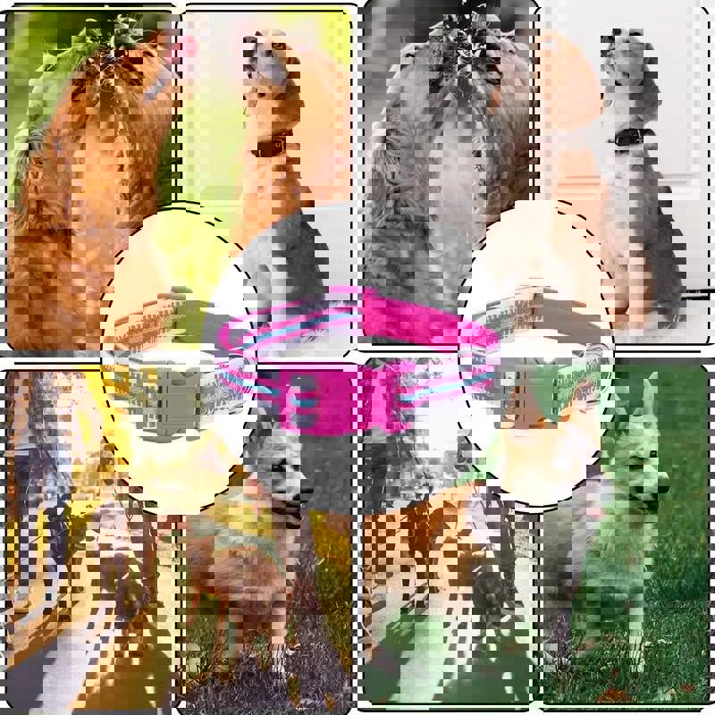 Adjustable Small Dog Collar with Safety Buckle and Reflective Stripes