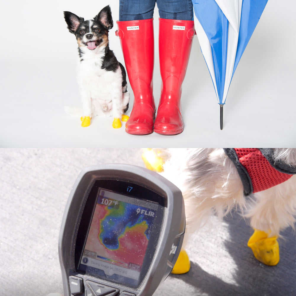 Pawz Waterproof Dog Boots - Disposable & Reusable Paw Protection