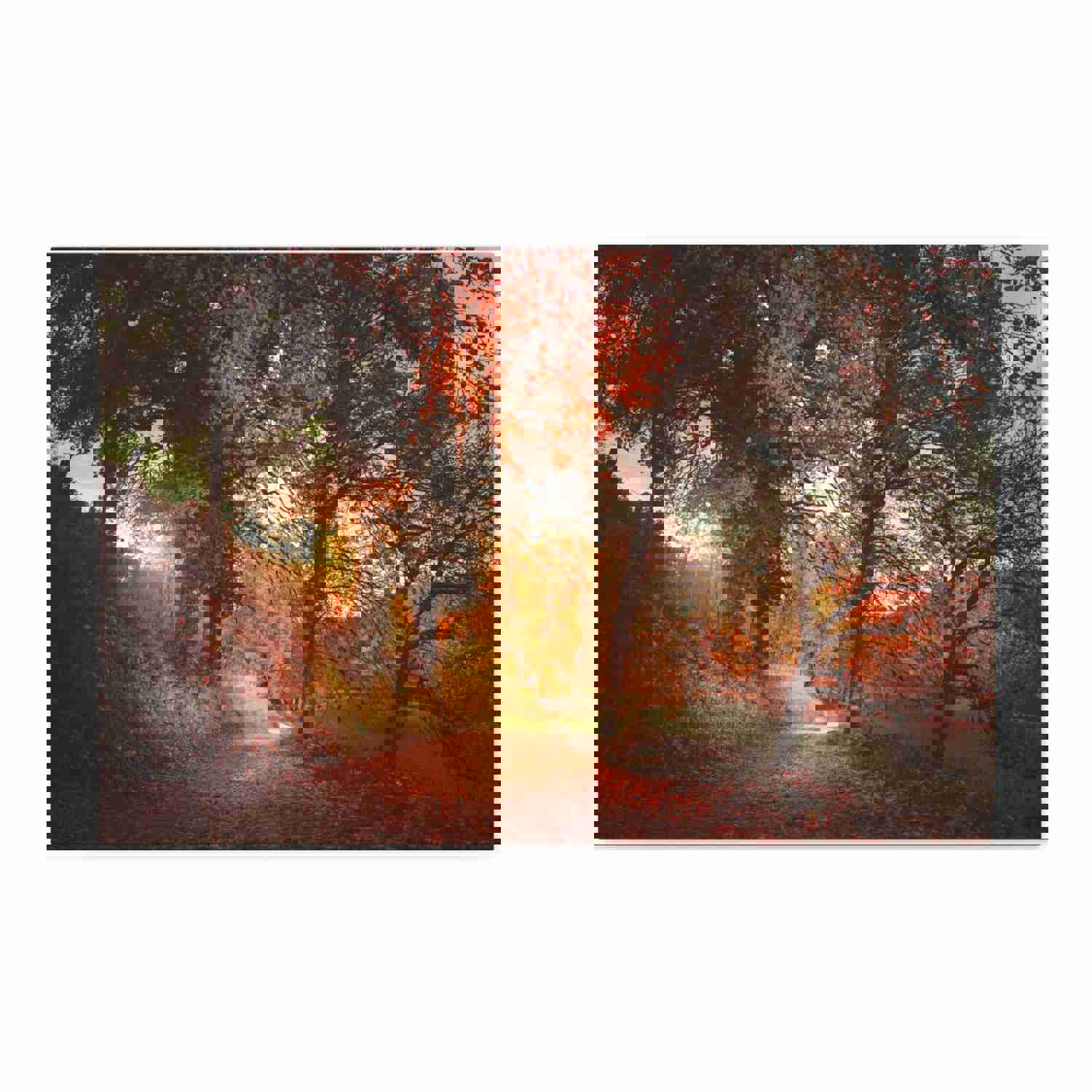 Autumn Park Orange Tree Nature Wilderness Photography Canvas Wall Art for Home Decor