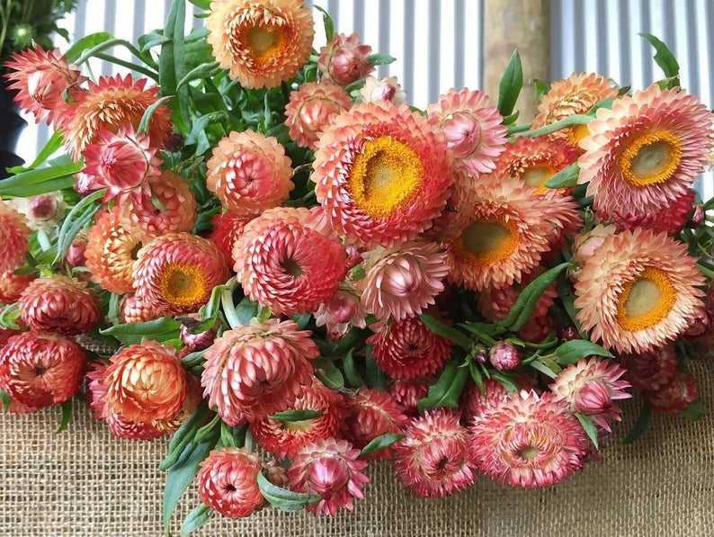 100 Peach Apricot Strawflower Flower Seeds Pack