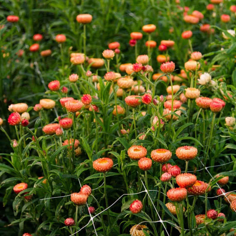 100 Peach Apricot Strawflower Flower Seeds Pack
