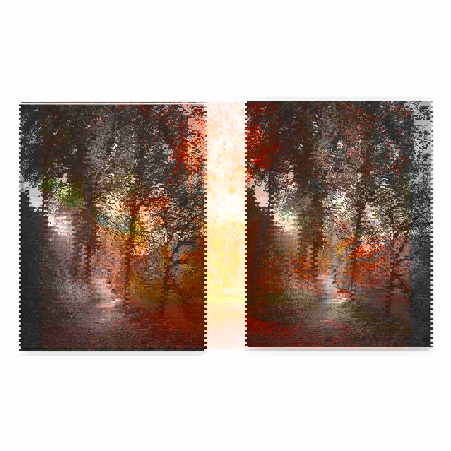 Autumn Park Orange Tree Nature Wilderness Photography Canvas Wall Art for Home Decor