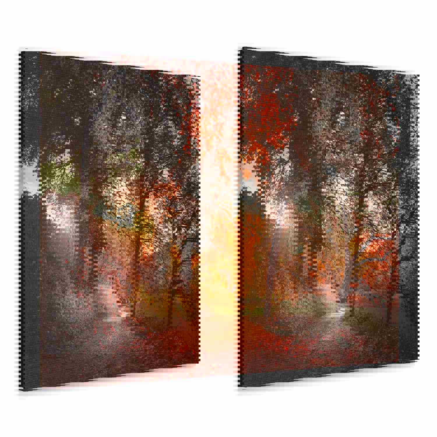 Autumn Park Orange Tree Nature Wilderness Photography Canvas Wall Art for Home Decor
