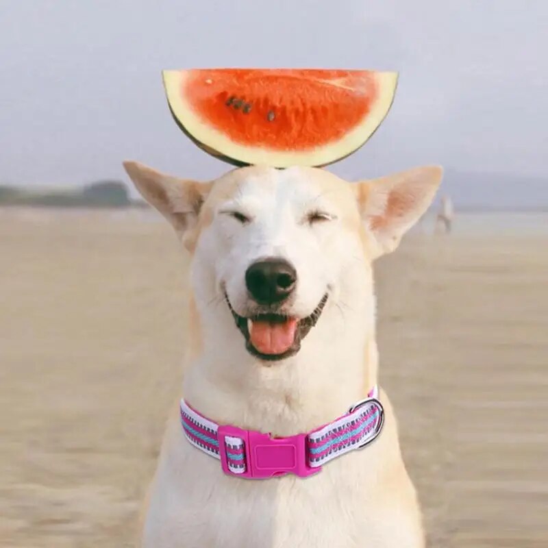 Adjustable Small Dog Collar with Safety Buckle and Reflective Stripes