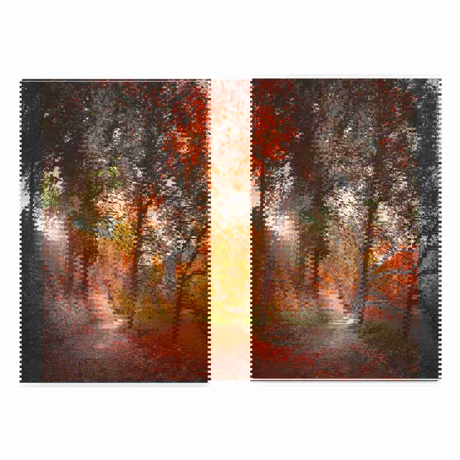 Autumn Park Orange Tree Nature Wilderness Photography Canvas Wall Art for Home Decor