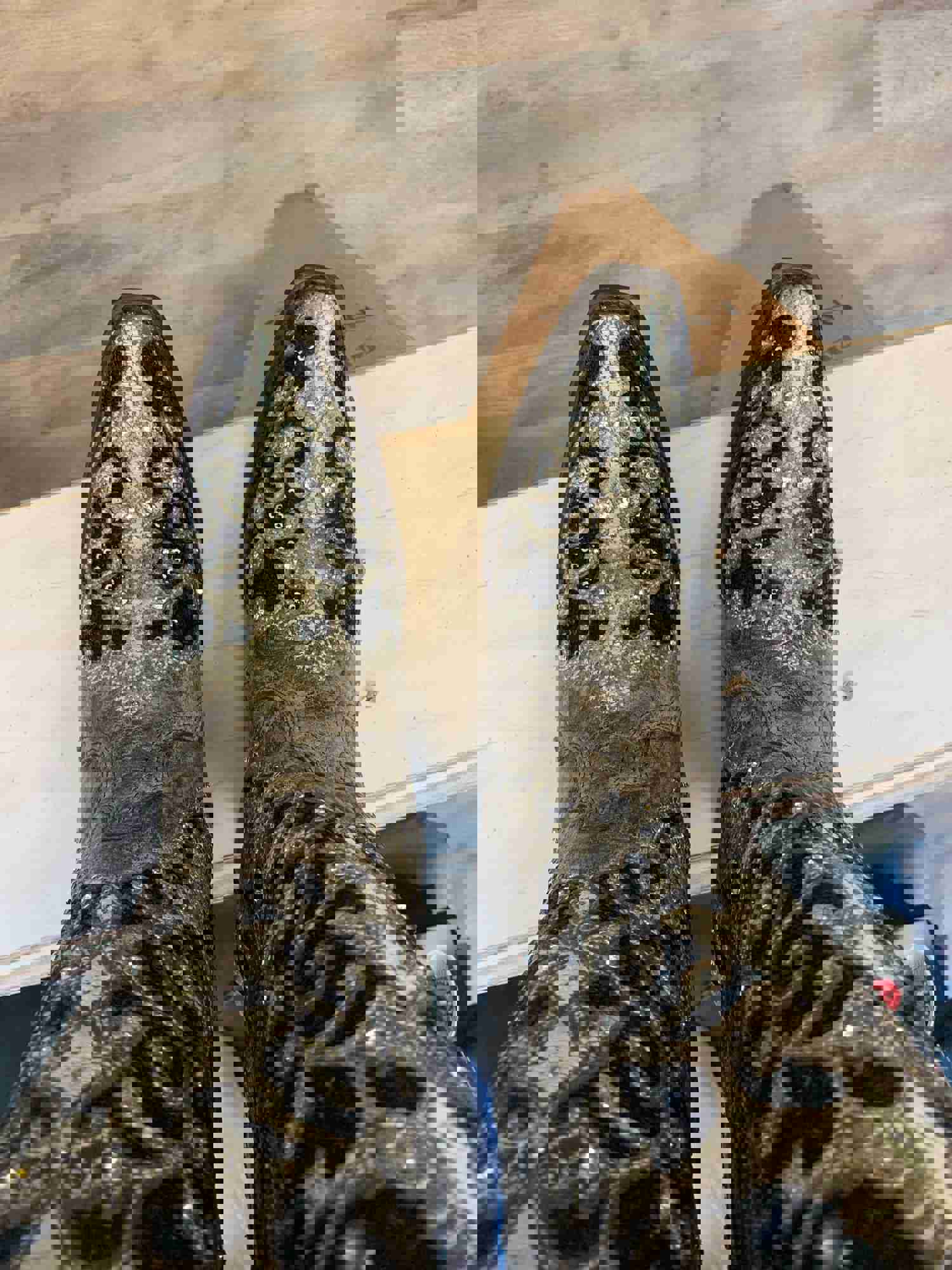 CORRAL WOMENS FLORAL EMBROIDERED WESTERN BOOTS - SNIP TOE