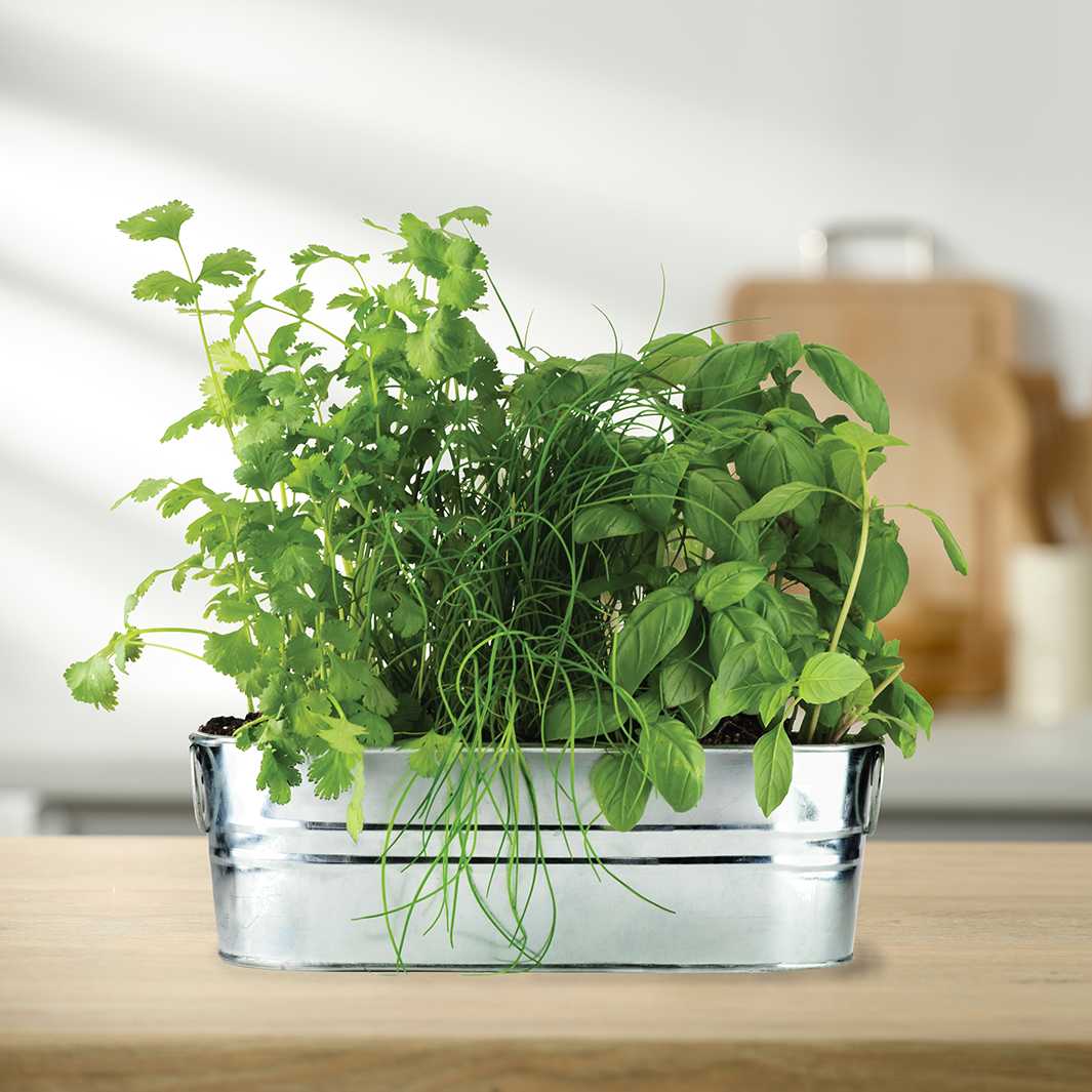 Kitchen Herbs Windowsill Grow Kit - Start Your Own Herb Garden