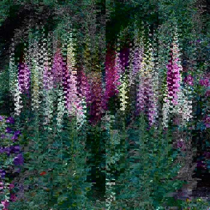 200 Foxy Dwarf Mixed Color Foxglove Flower Seeds