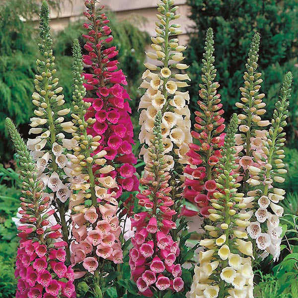 200 Foxy Dwarf Mixed Color Foxglove Flower Seeds