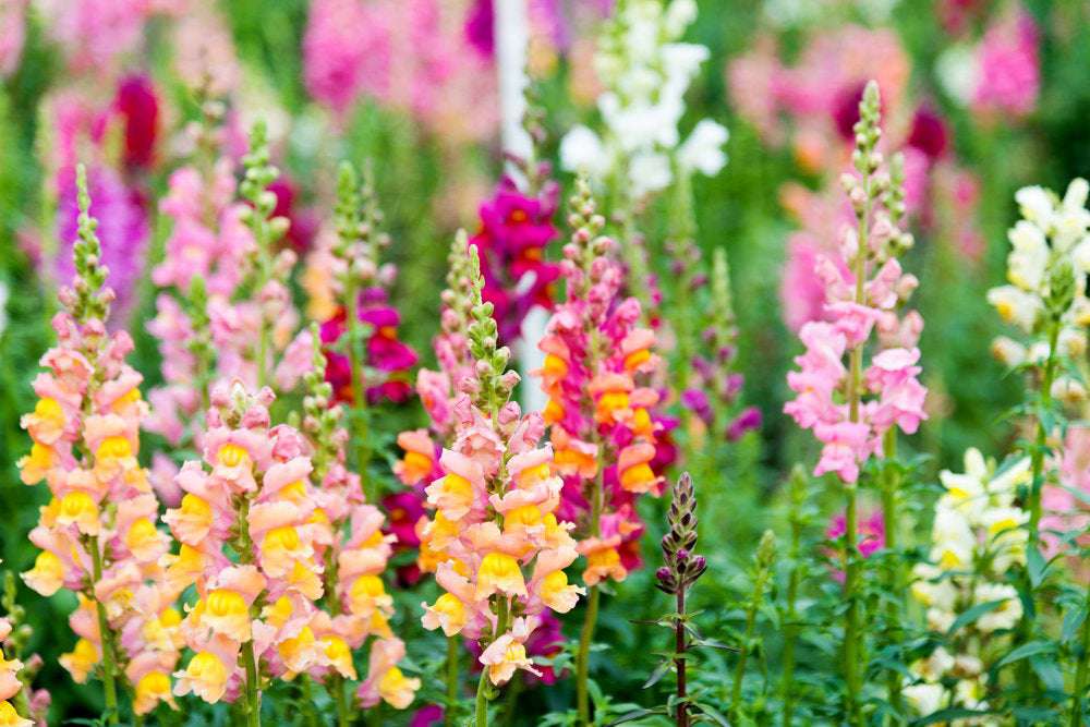 1000+ Heirloom Snapdragon Flower Seeds - Mixed Colors