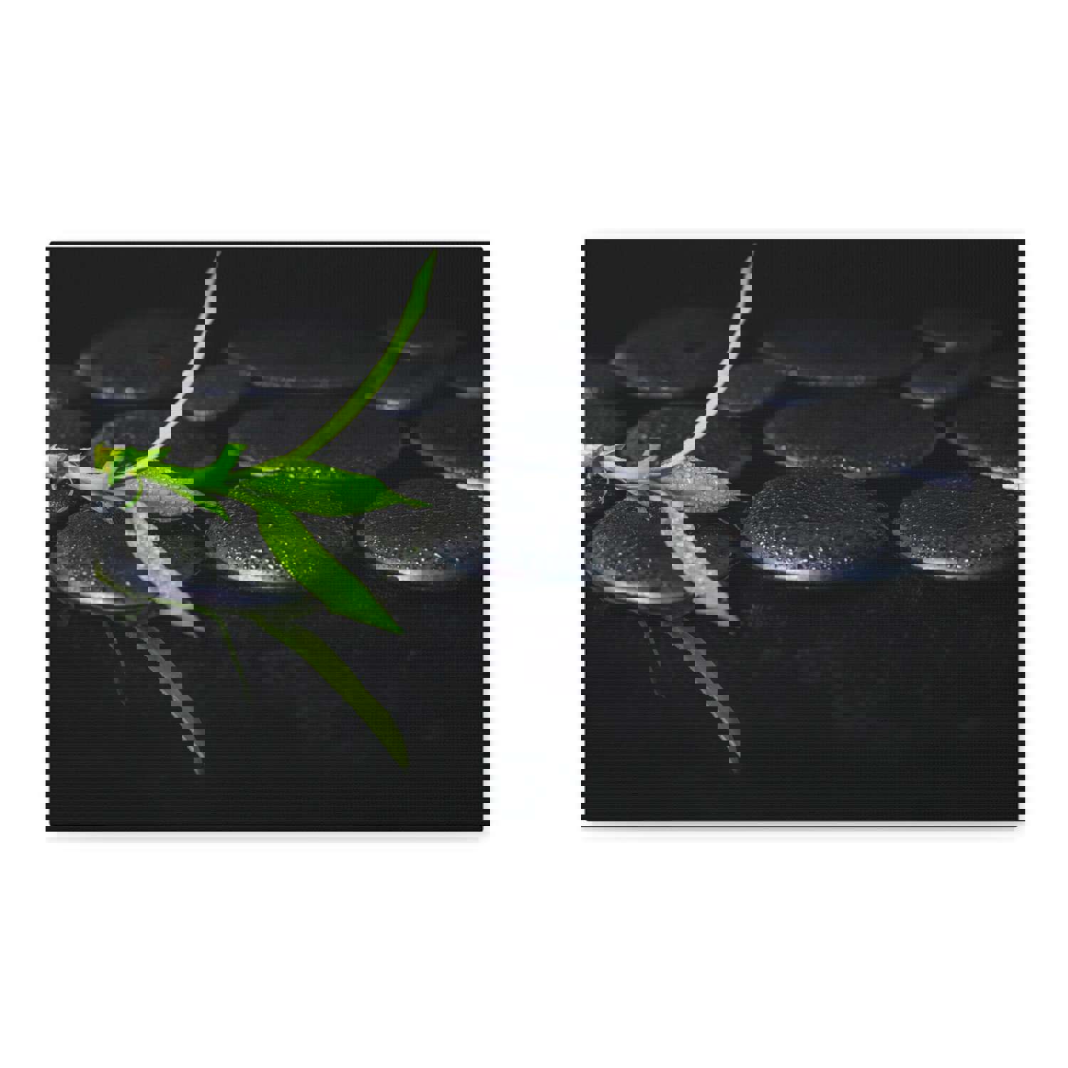 Green Bamboo on Stones Forest Floral Nature Photography Canvas Wall Art for Home Decor