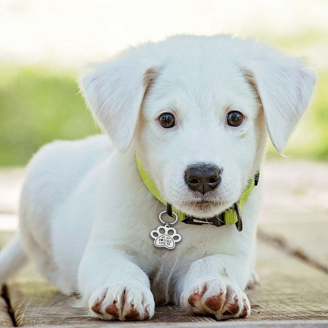 Funny Pet Tag Keychain for Dog & Cat Lovers - Personalized Stainless Steel ID Tag