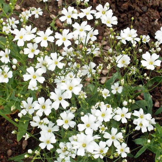 1000 White Annual Baby's Breath Flower Seeds