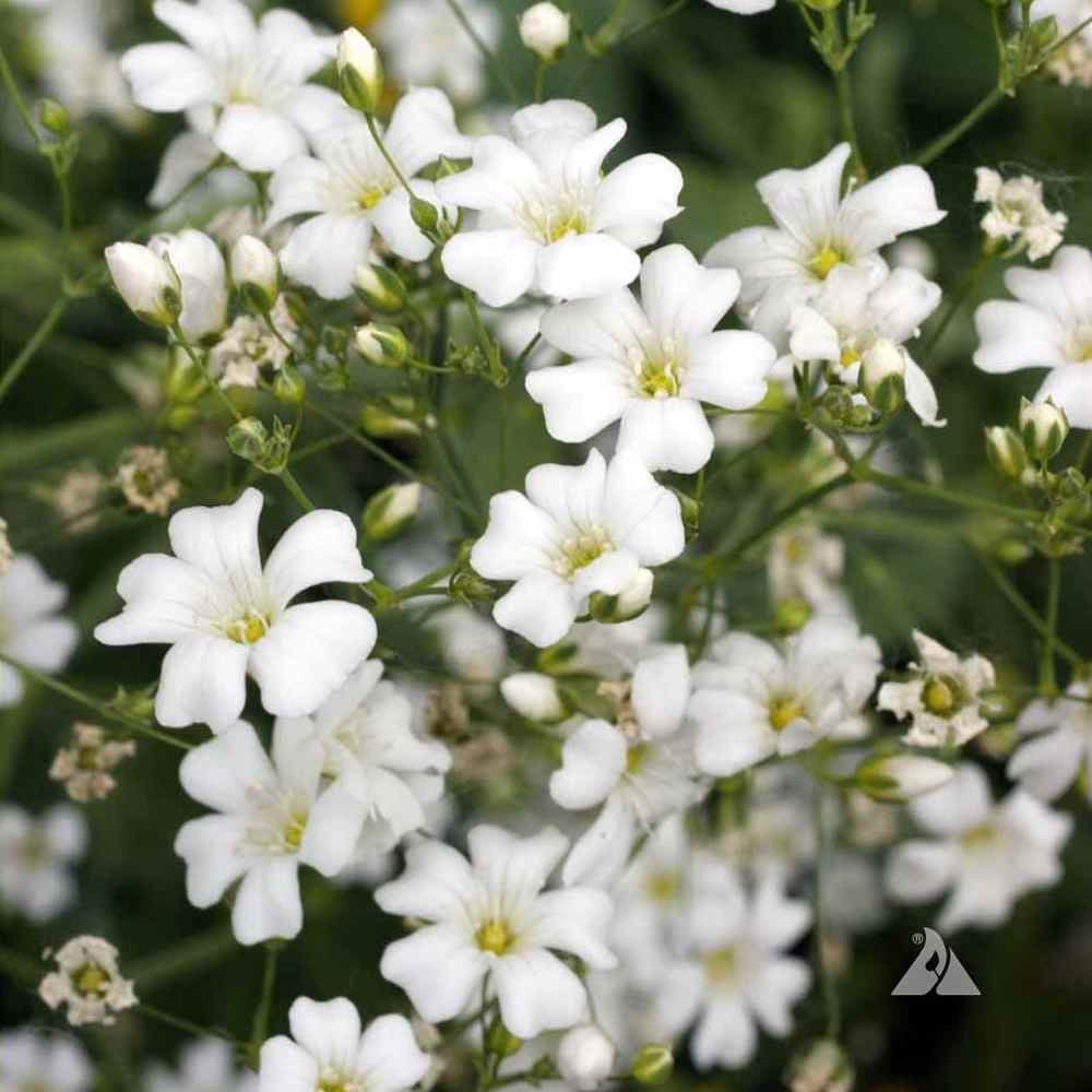 1000 White Annual Baby's Breath Flower Seeds