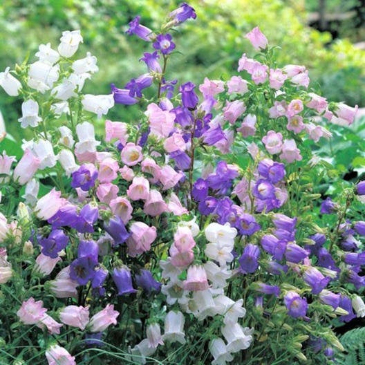300 Cup and Saucer Bell Flower Seeds - Canterbury Bells in Blue, Purple, Pink, and White
