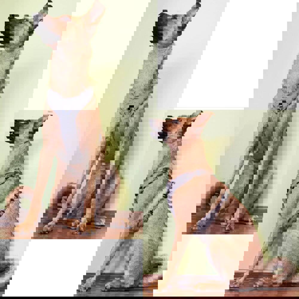 Reflective Adjustable Dog Harness with Handle for Safe Walks and Car Travel