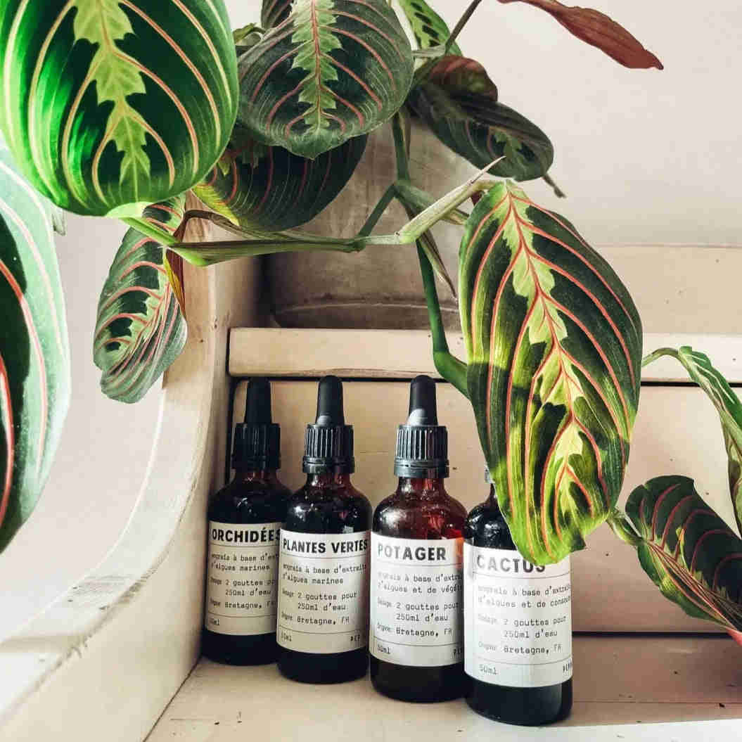 Urban Gardener Plant Food - Cacti and Succulents